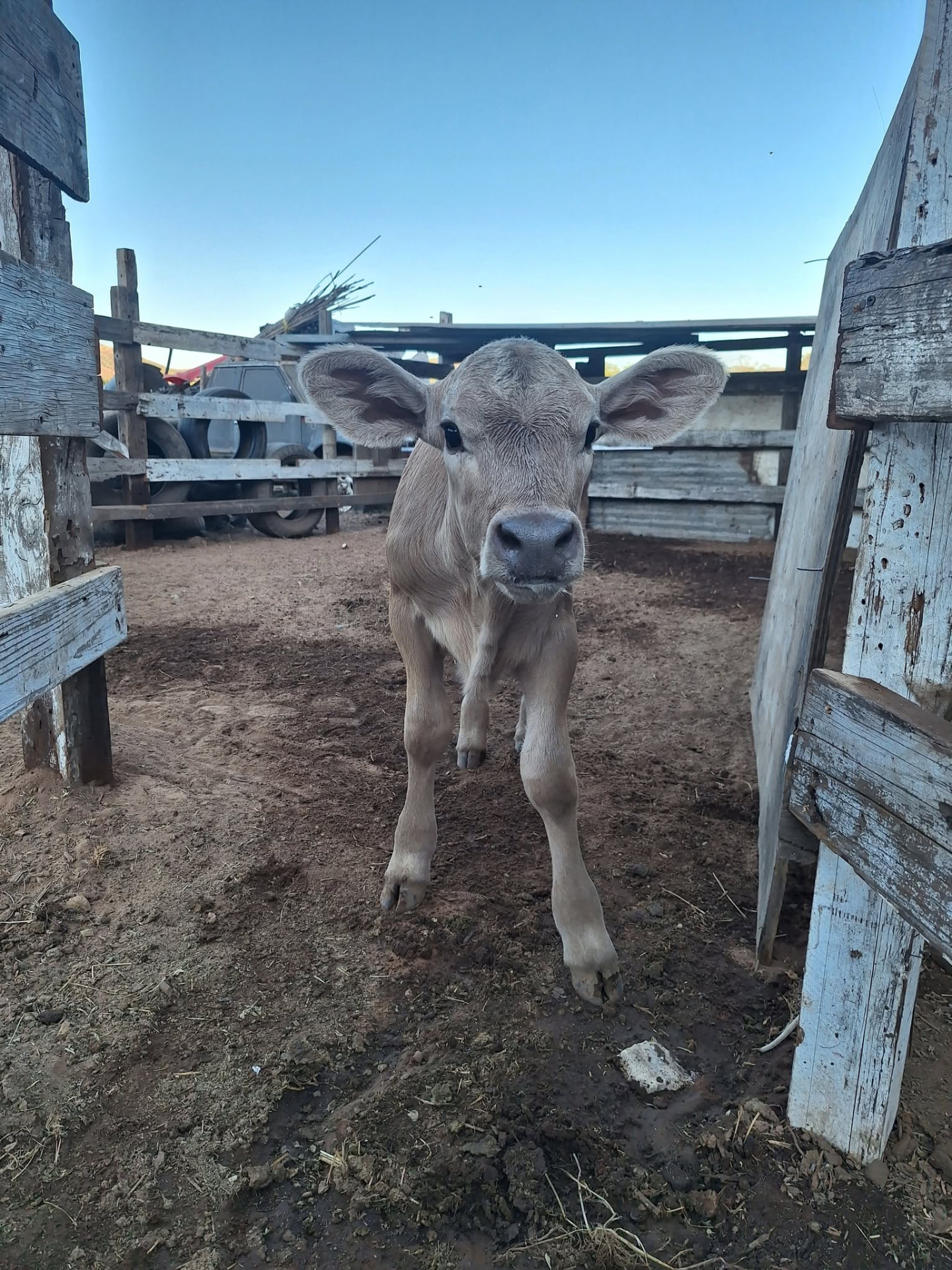 Becerro en el corral del rancho